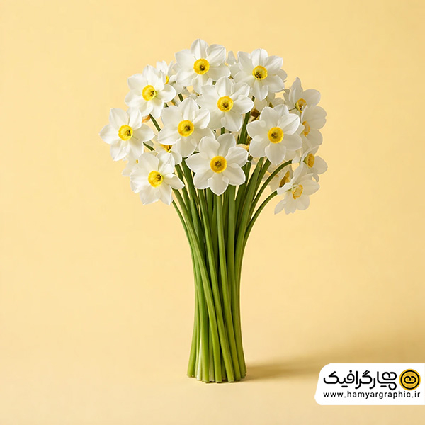 تصویر استوک دسته گل نرگس با کیفیت بالا